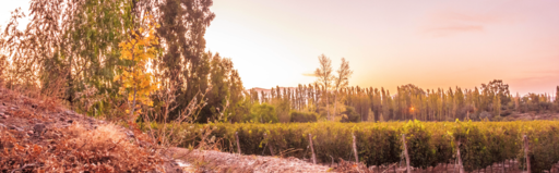 Marale Wines Image
