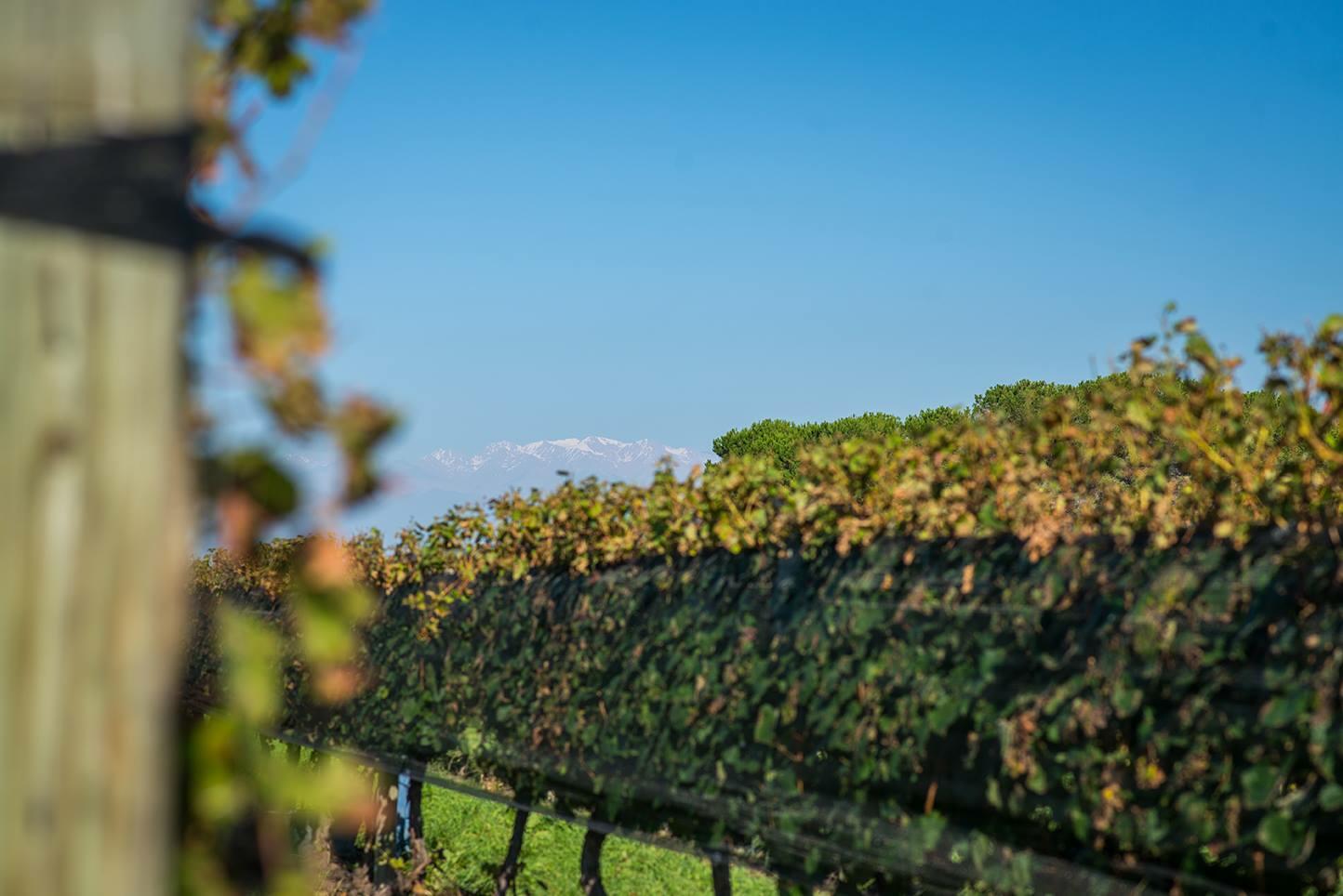 Bodegas y Viñedos Sanchez S.A. Cover Image