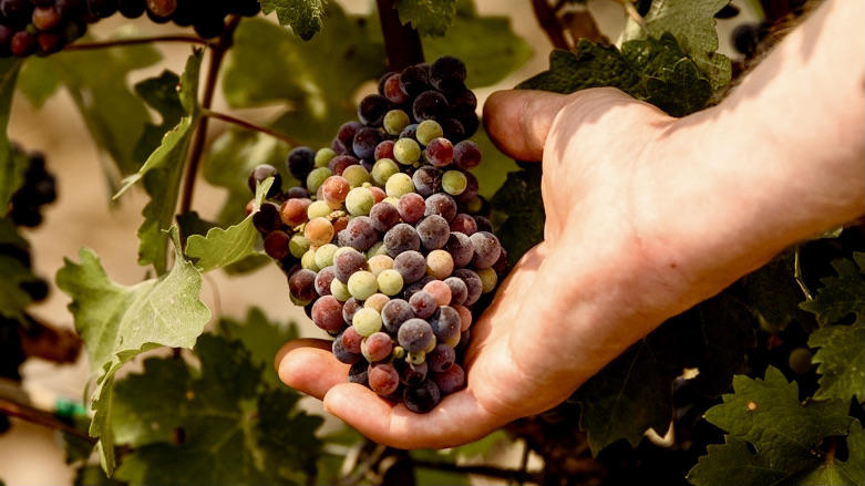 Pášxa Wines Cover Image