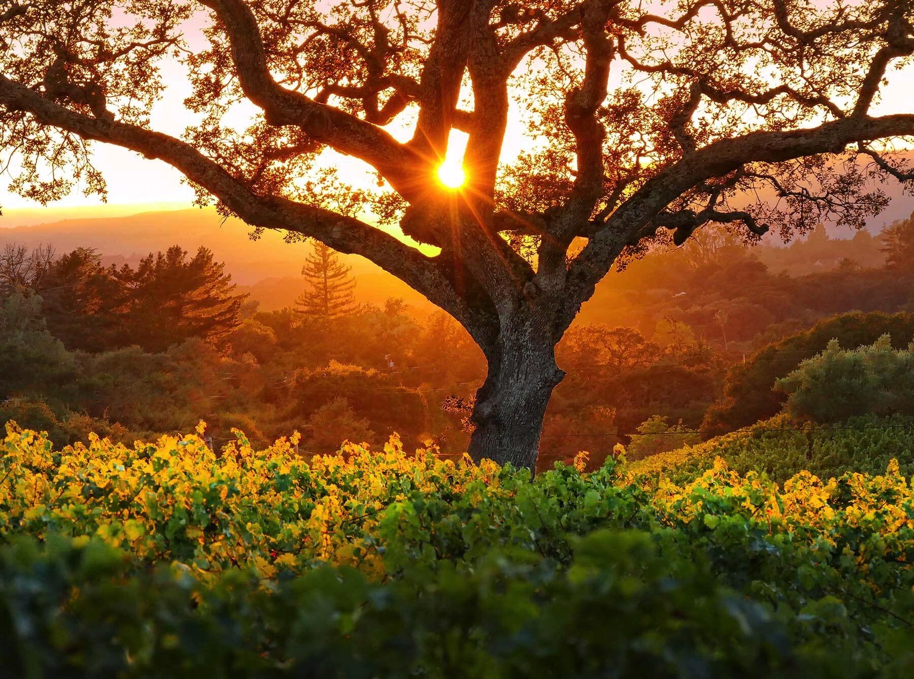 Tournesol Cover Image