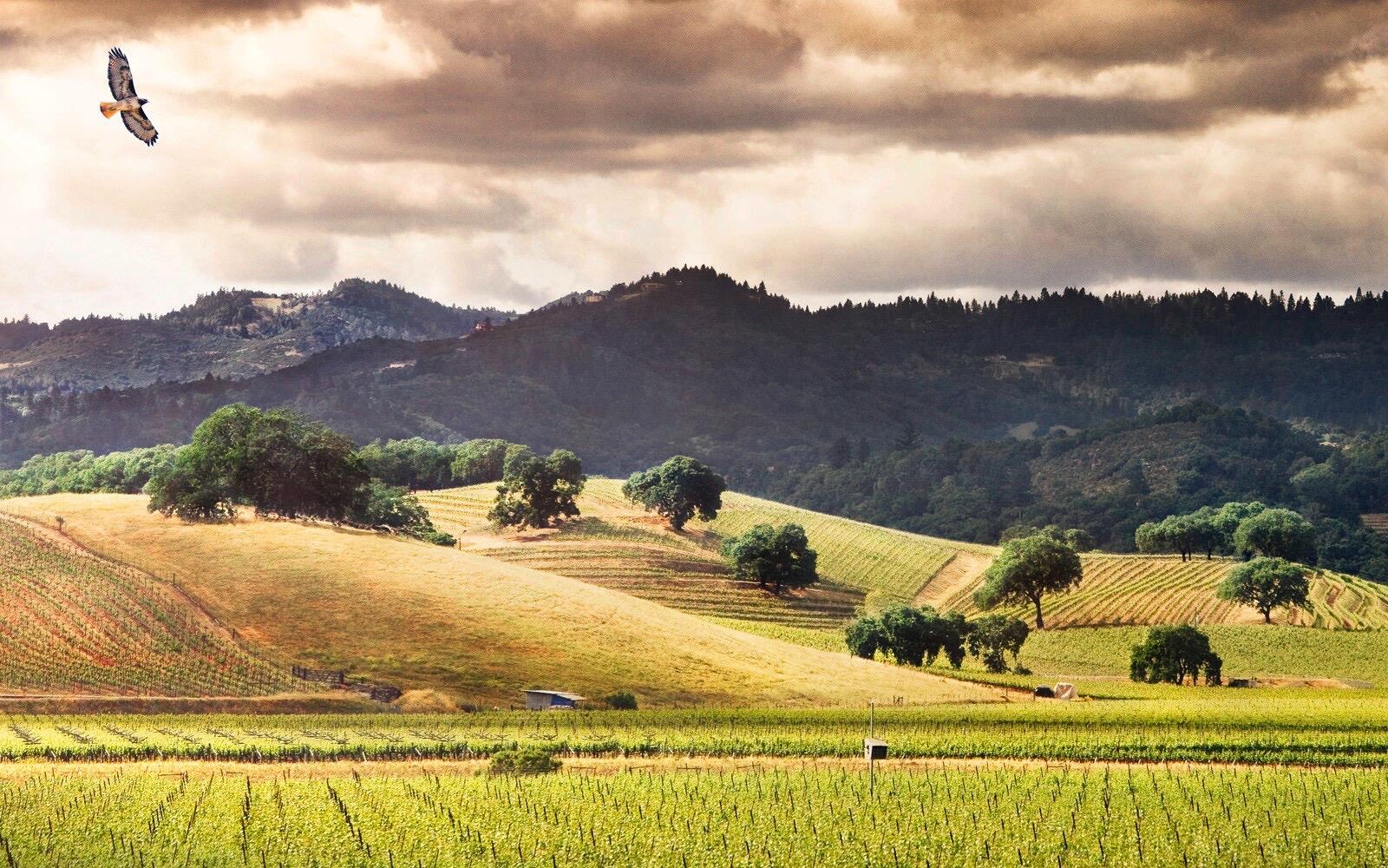 Honig Vineyard & Winery Cover Image