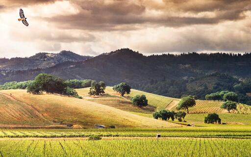 Honig Vineyard & Winery Image
