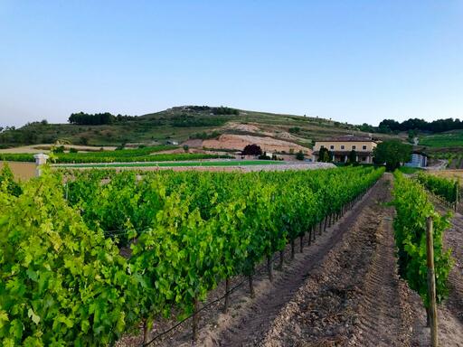 Bodega La Luz del Vino Image