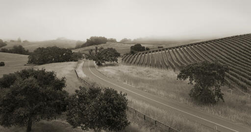 Torcia Wines Image