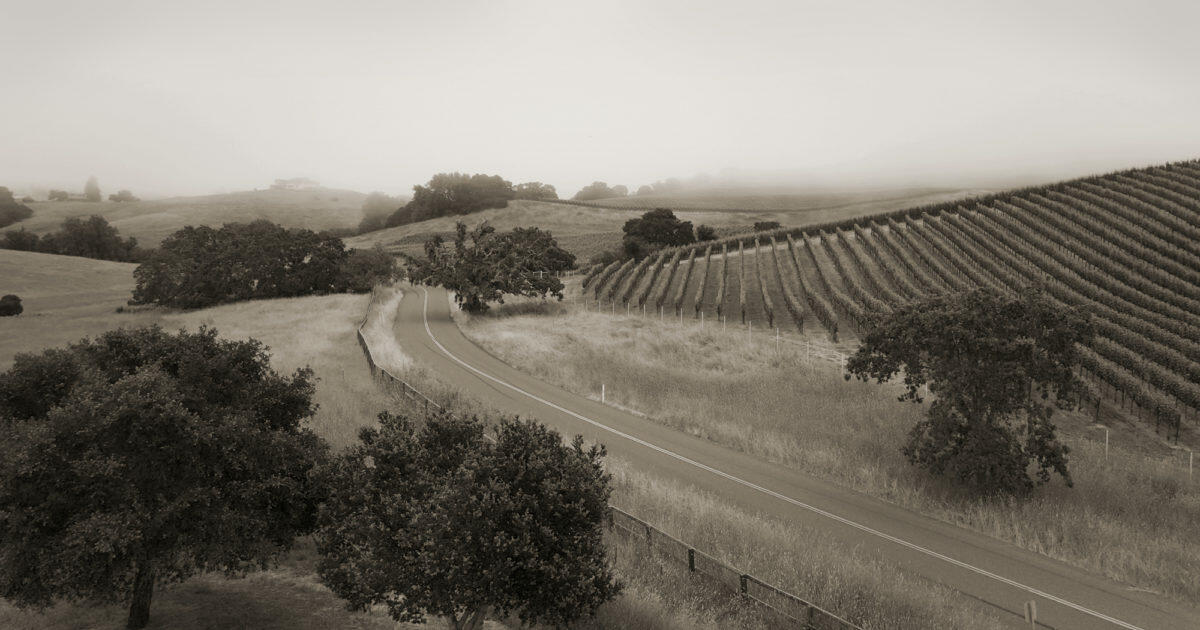 Torcia Wines Cover Image