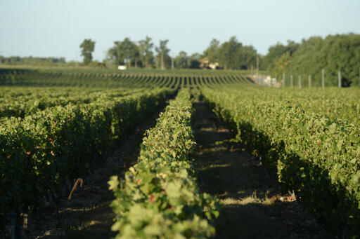 Vignobles Reynaud Image