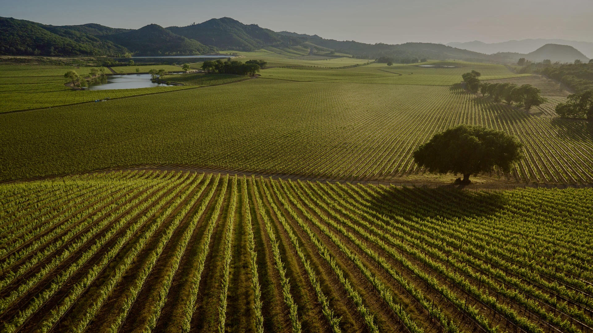Antica Napa Valley - Antinori Family Wine Estate Cover Image