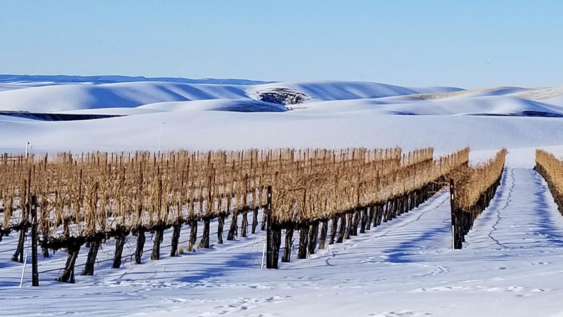 Golden Ridge Cellars Cover Image