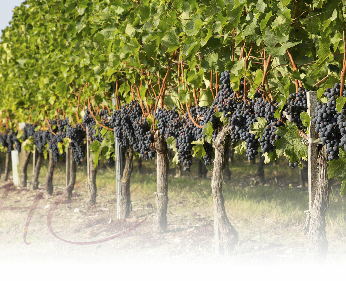 Château Haut Canteloup Cover Image