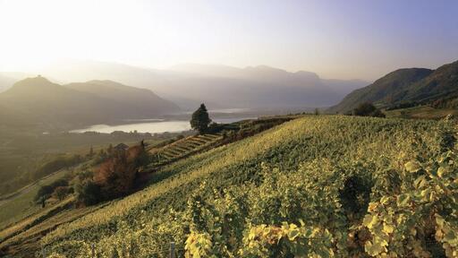Weingut Nicolussi-Leck Image