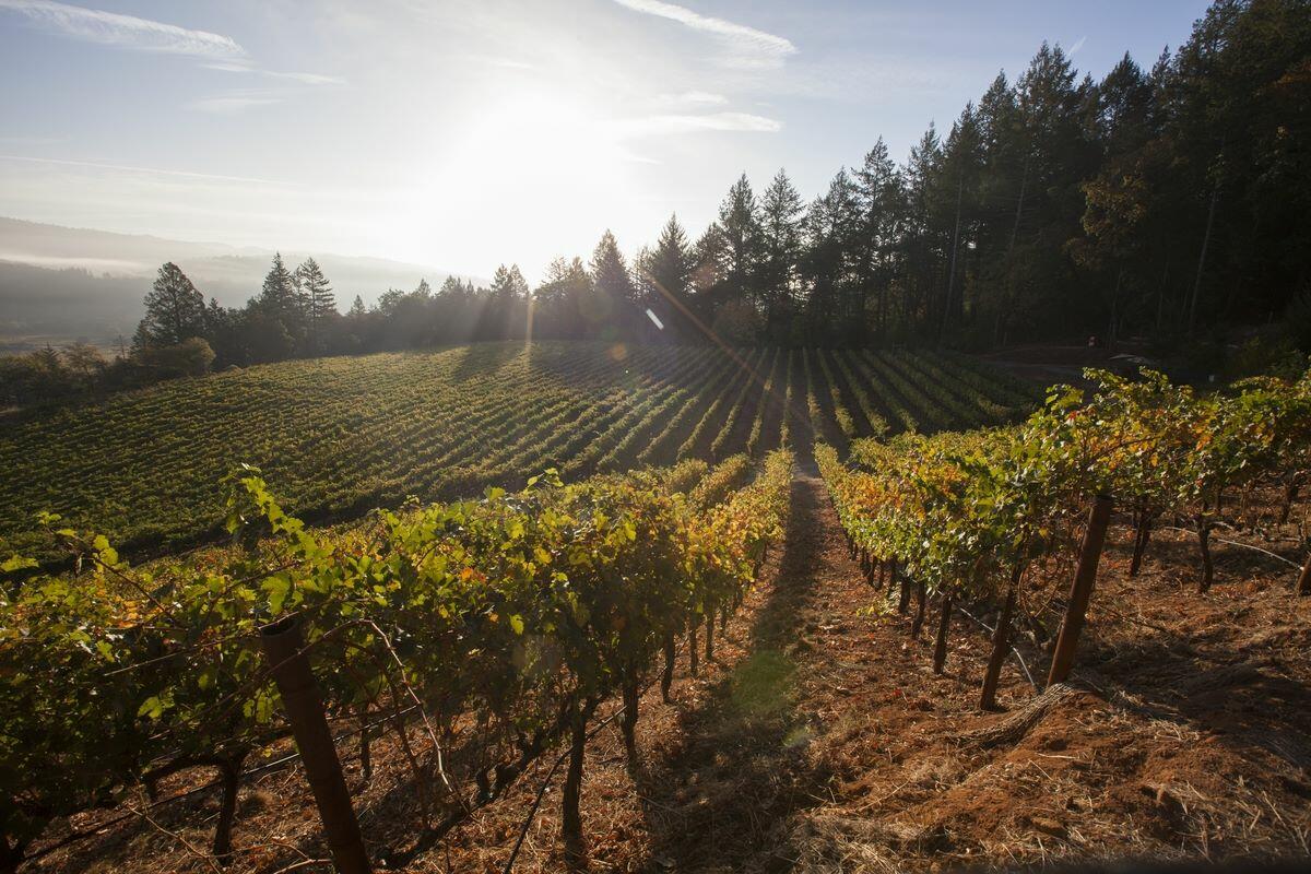 FRIAS Family Vineyard Cover Image