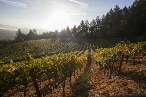 FRIAS Family Vineyard Image