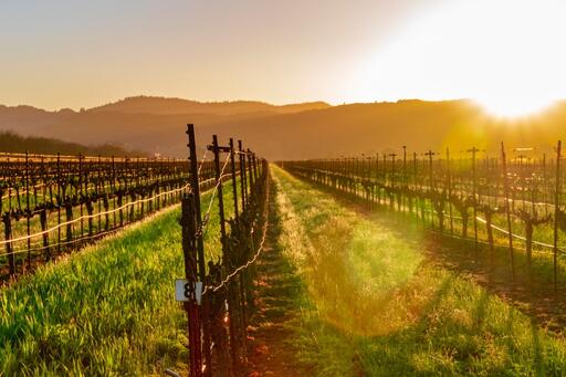 The Setting Wines Image