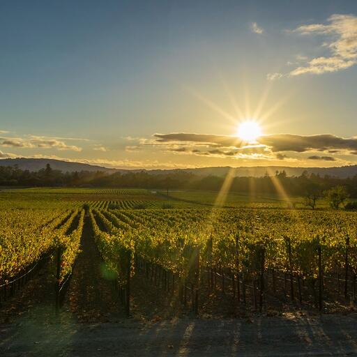 Strala Vineyards Image