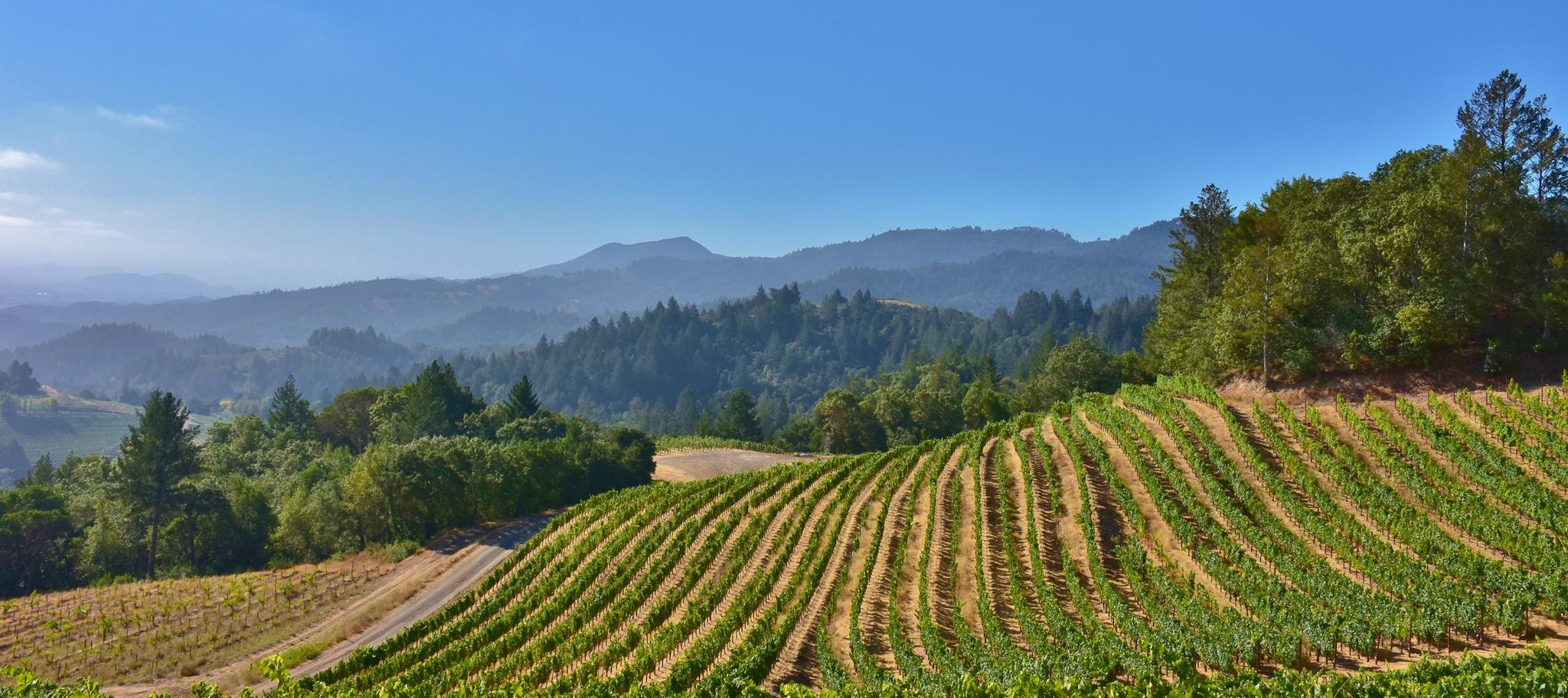 Spring Mountain Vineyard Cover Image