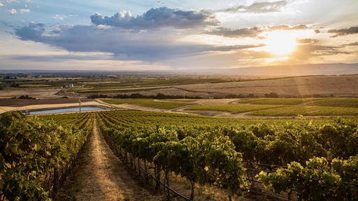 REININGER Winery Image