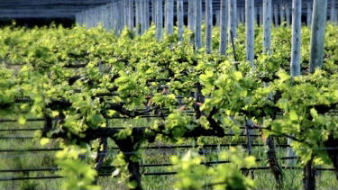 Al Este Bodega & Viñedos Cover Image