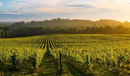 Château Troussas Image