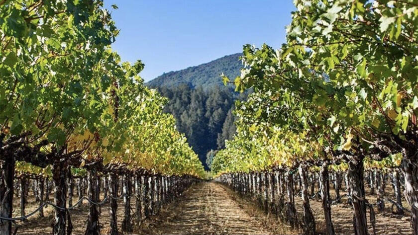 Hewitt Vineyard Cover Image