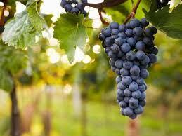 Taken Wine Company Image