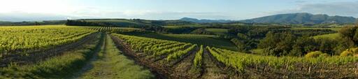 Essere Napa Wines Image