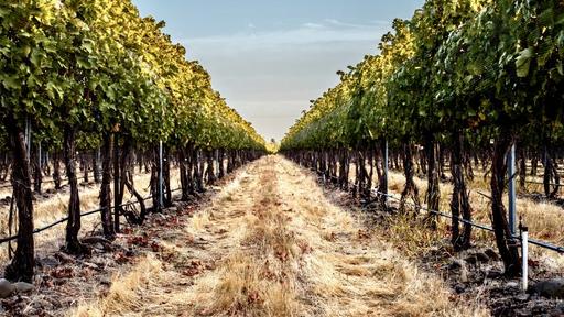 Balboa Winery Image