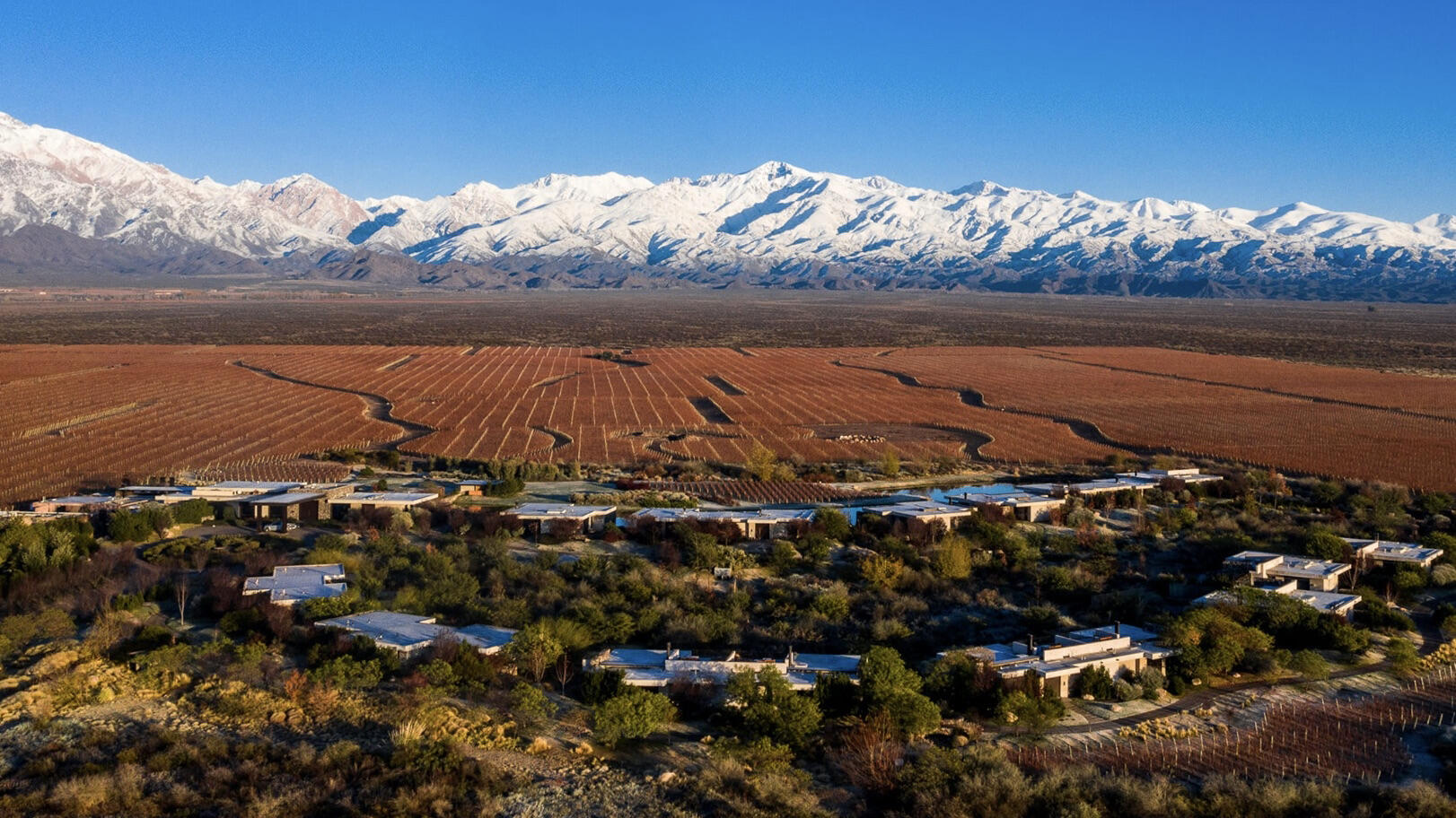 Vines of Mendoza Cover Image