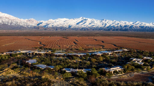 Vines of Mendoza Image