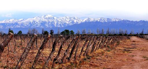 Proemio Wines Image