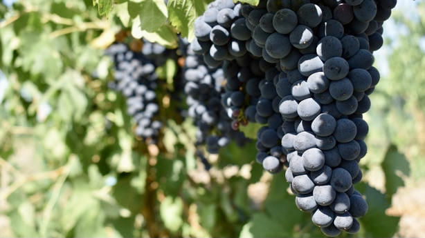 Watermill Winery Cover Image
