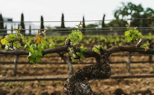 Ellman Family Vineyards Image