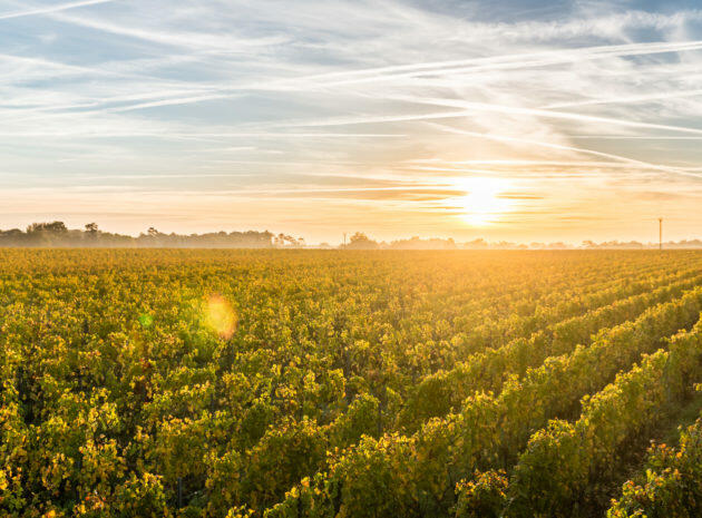 Château Suau Cover Image