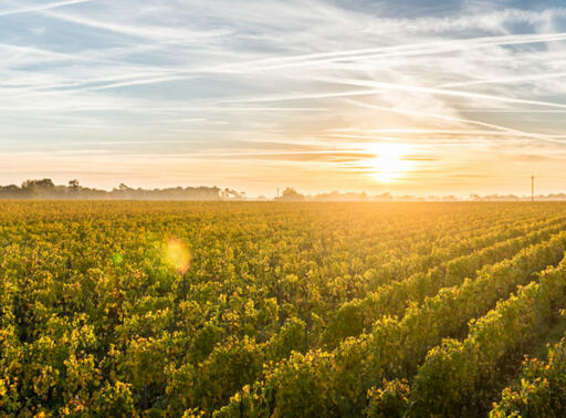 Château Suau Image