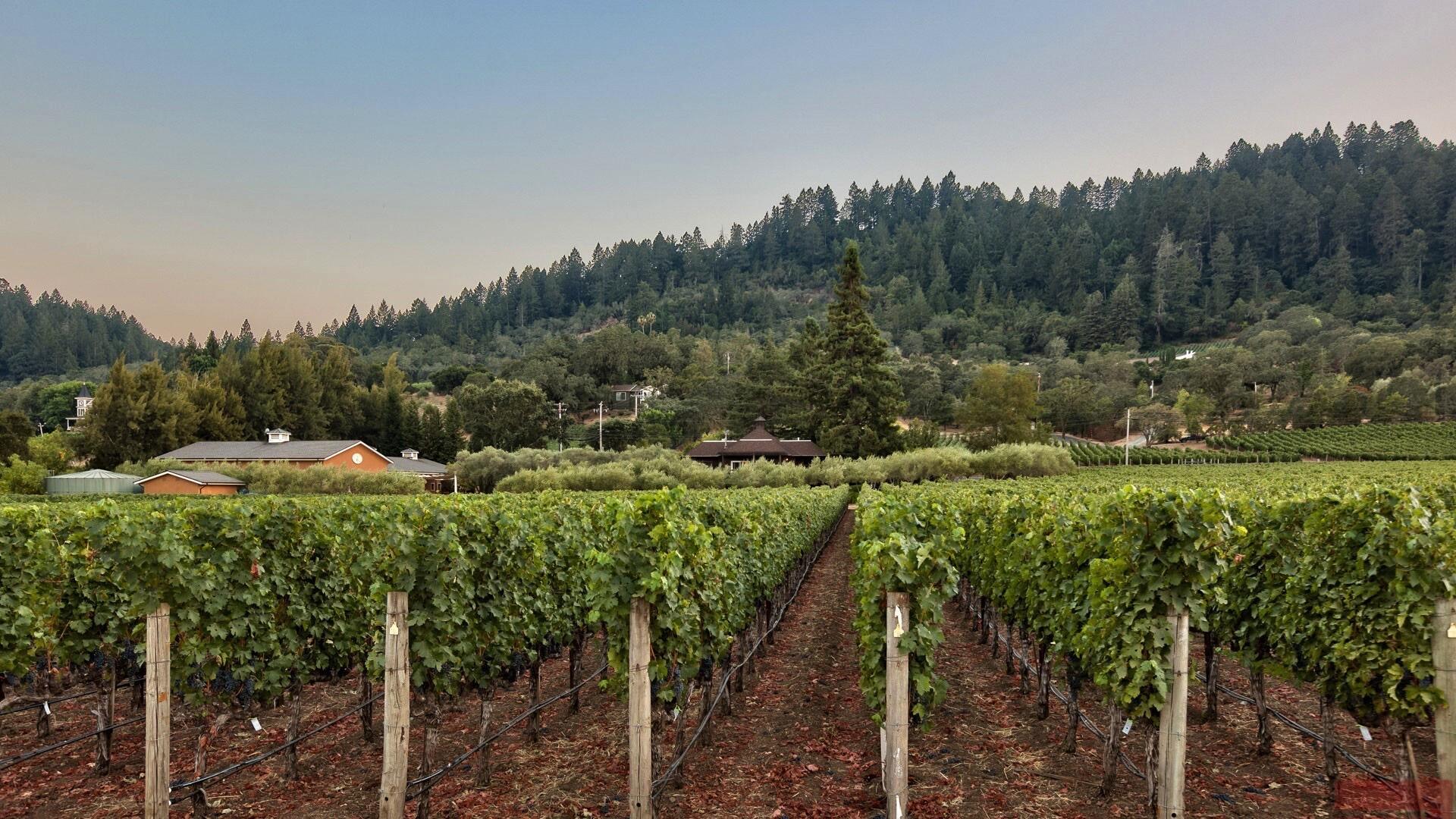Revana Family Vineyard Cover Image