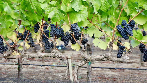 Gaderian Wines Image