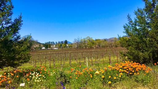Ballentine Vineyards Image
