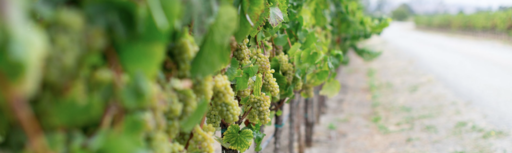 Ceja Vineyards Image