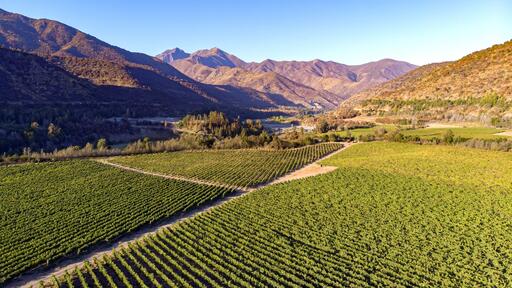 Calyptra Vineyards & Winery Image