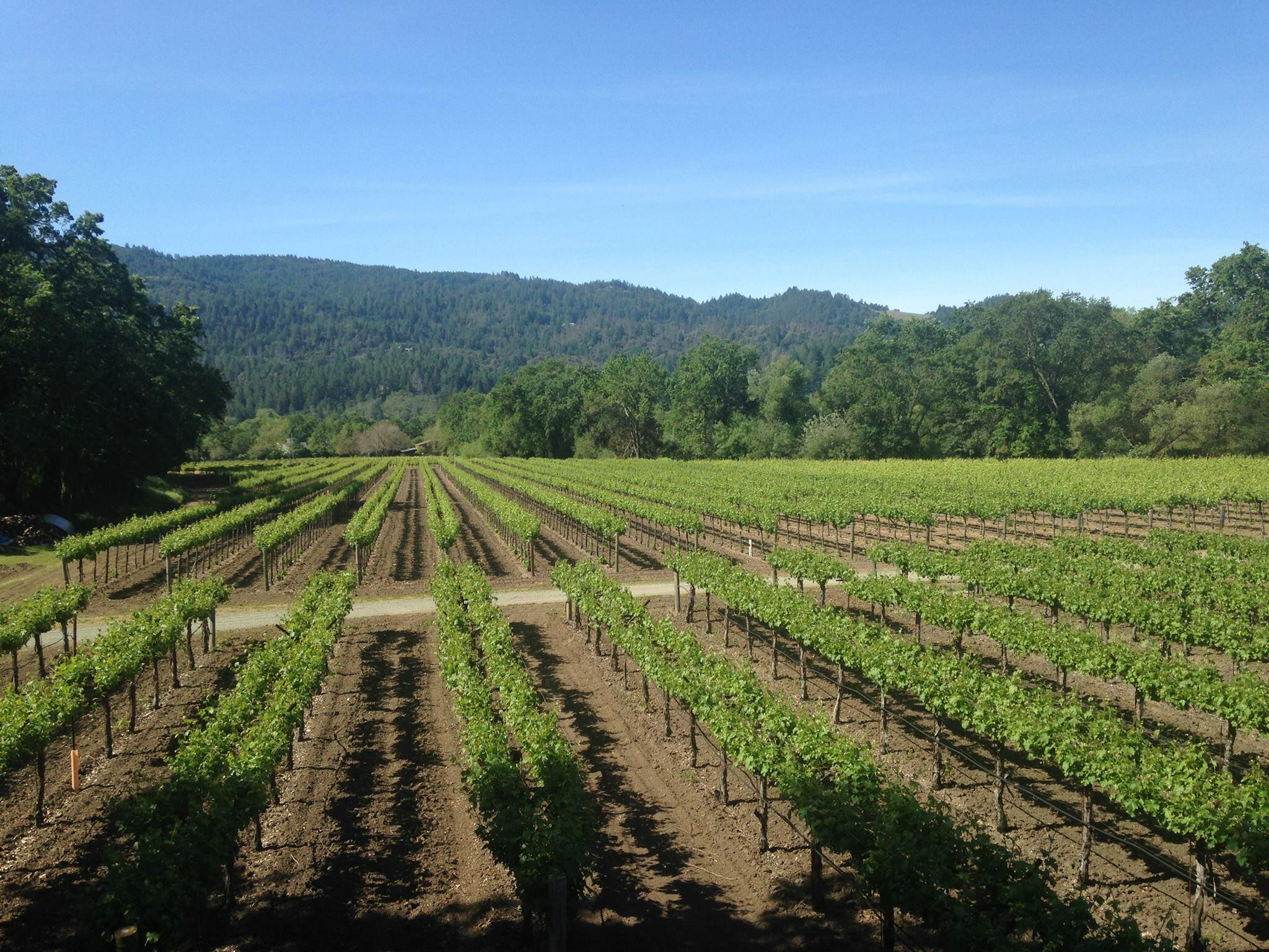 Canard Vineyard Cover Image