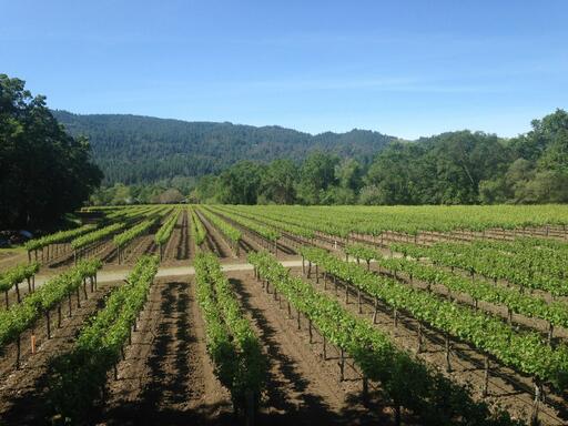 Canard Vineyard Image