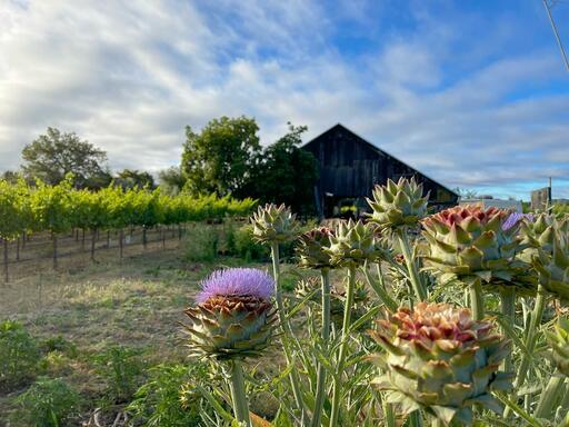 Matthiasson Wines Image
