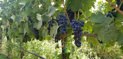 Smoky Rose Cellars Image