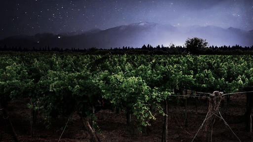 Somewhere Else Vineyards Image