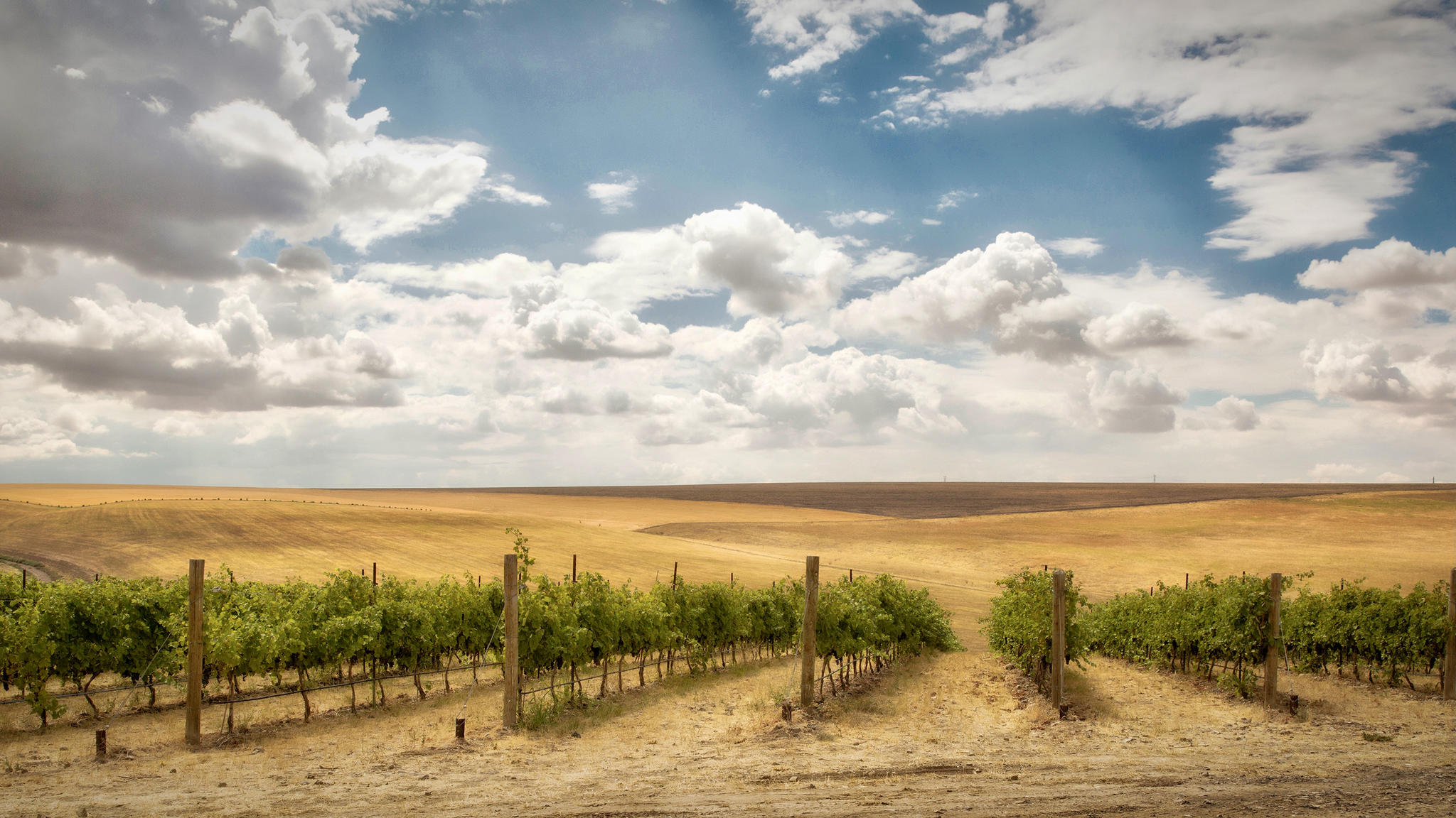 Tamarack Cellars Cover Image