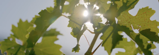 Sodaro Estate Winery Image