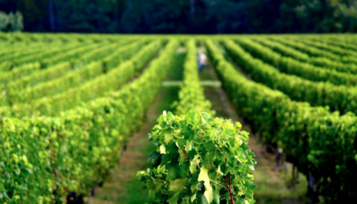 Château Haut Pagaud Image
