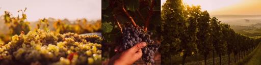 Vinos Unidos Wine Image
