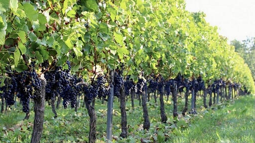 Vignes Secrétes Image