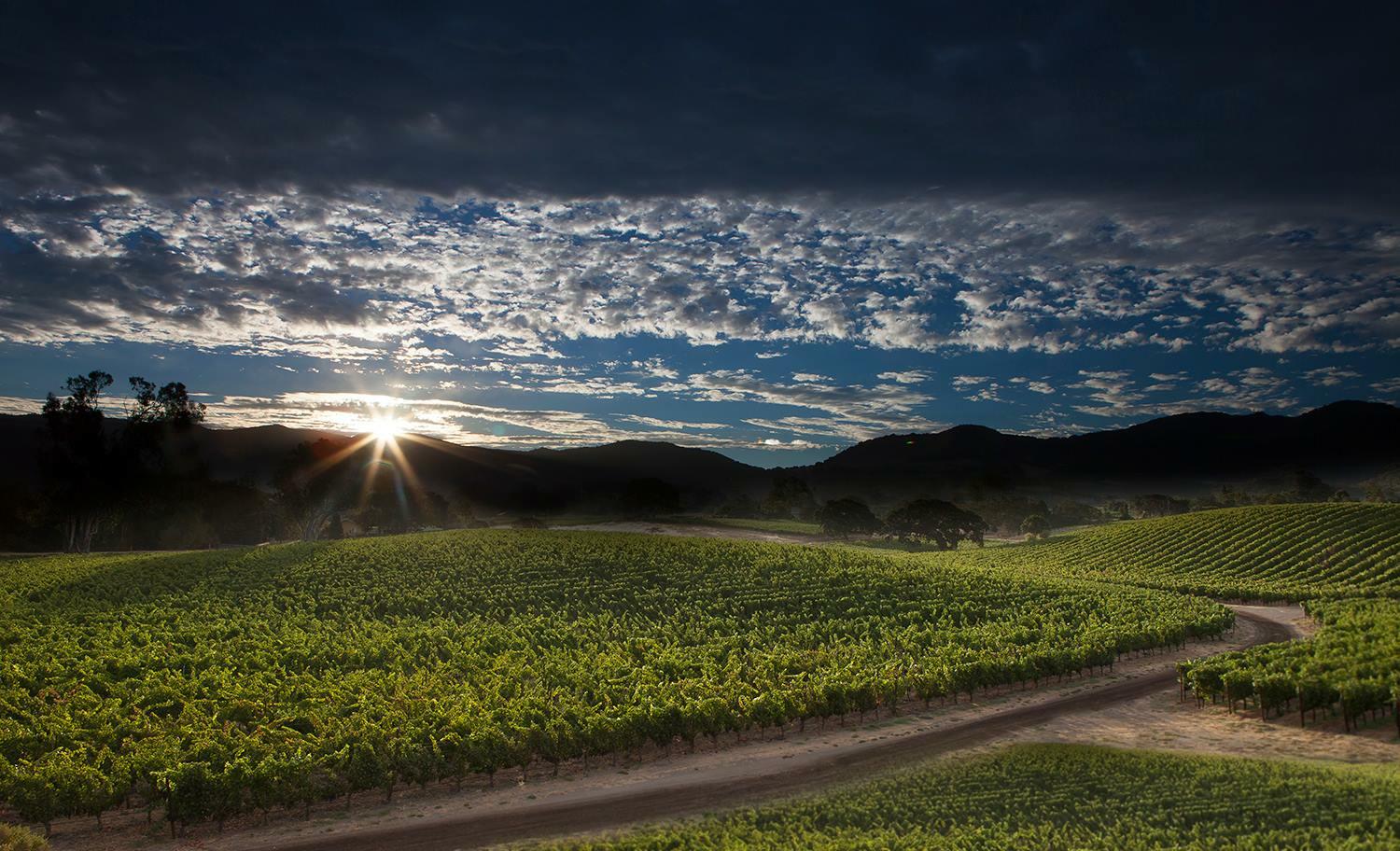 Faust Wines Cover Image