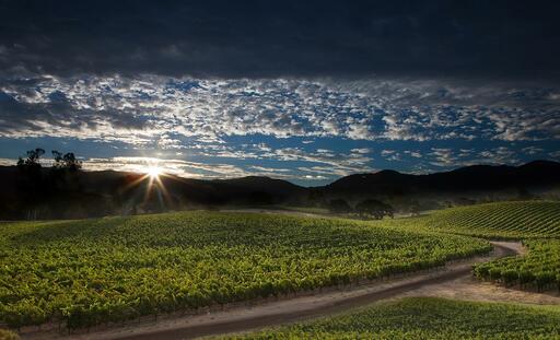 Faust Wines Image